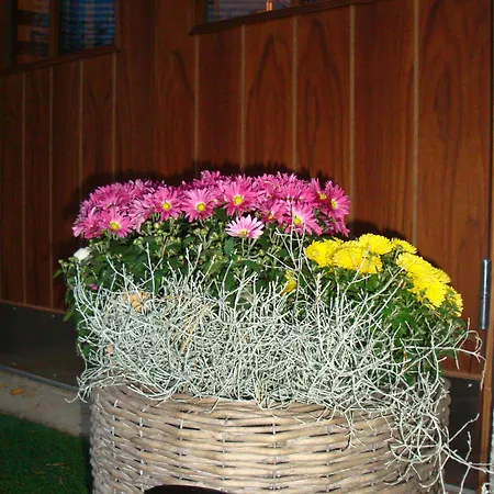 Cronin's 4* Хейнола